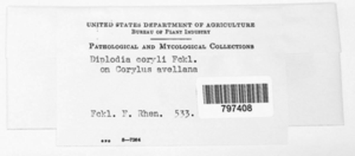 Diplodia coryli image